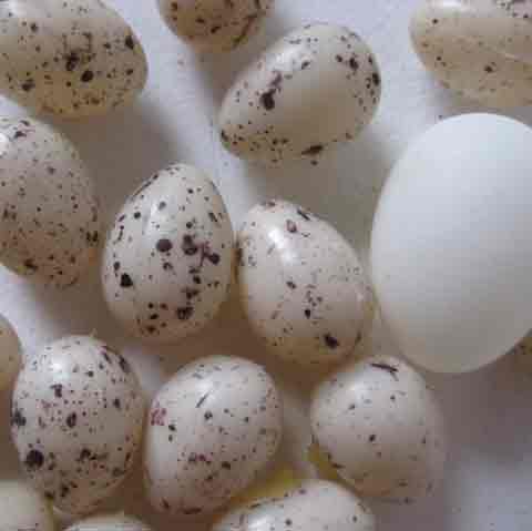 EGGS, Artificial - Small Speckled